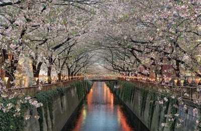 Цветущая сакура вдоль реки Мэгуро, Токио