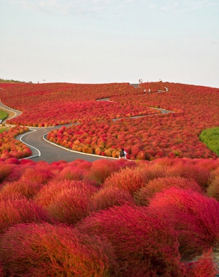 Осень в Национальном парке Хитачи, Япония