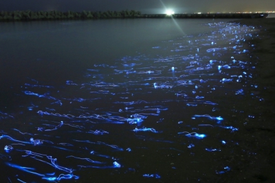 Светящиеся медузы на Тояма Бэй, Япония