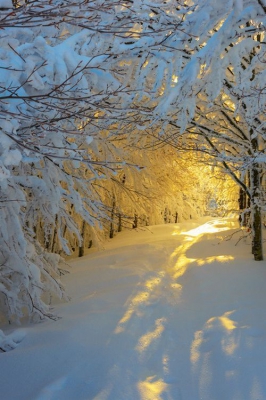 Sunrise in the snowy woods