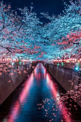 Цветущая сакура, Япония
