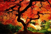 Japanese maple fall