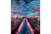 Цветущая сакура, Япония